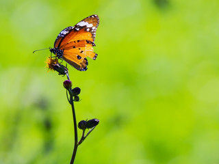 Monarch butterfly on the flower in Green Background