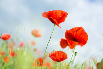 three blossoming red poppies close up against blue sky and spring flowering meadow. Nature, spring, summer, blooming flowers concept