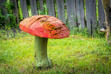 Wood mushrooms grow in the Park