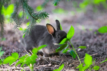 black hair hare in the green field