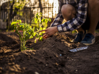 close up gardener hands working planting beds during sunset