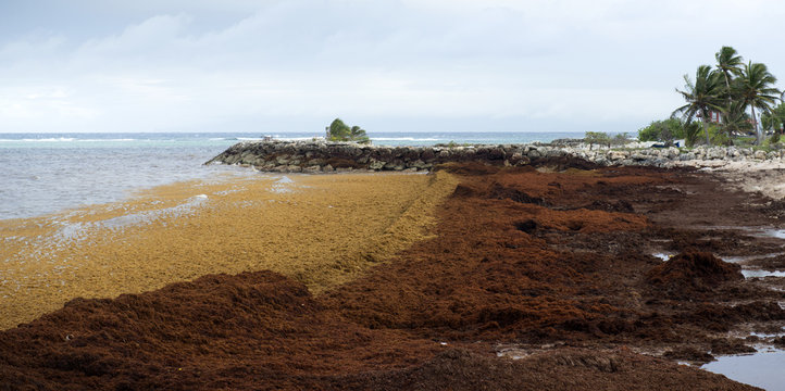 Mar&eacute;e brune, d&eacute;composition des bancs d'algues sargasses sur le litoral des antilles, de Guadeloupe et de Martinique. Catastrophe naturelle dans les cara&iuml;bes.