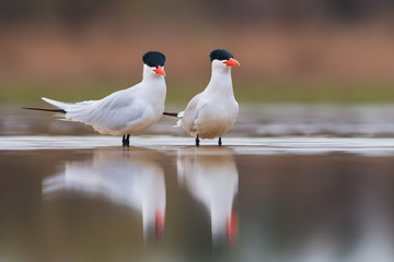 Caspian terns - Hydroprogne caspia