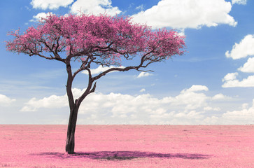 Obrazy  koncepcja fantazji i natury - różowe drzewo akacji w rezerwacie narodowym Masajów mara sawanna w Afryce, surrealistyczny efekt podczerwieni