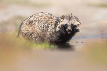 Raccoon dog (Nyctereutes procyonoides)