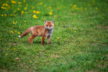 Jumping red fox. Running Red Fox, Vulpes vulpes, at green forest. Wildlife scene from Europe. Orange fur coat animal in the nature habitat. Action scene with red fox. Beautiful fox in the forest.