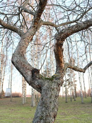 apple tree curve in spring