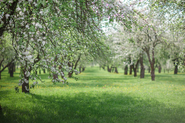 spring green blossom tree
