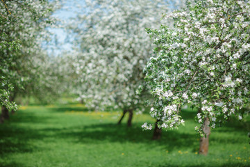Fototapeta premium spring green blossom tree