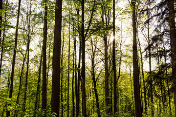 Bright green forest natural walkway in sunny day light. Sunshine forest trees. Sun through vivid green forest.