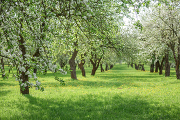 spring green blossom tree