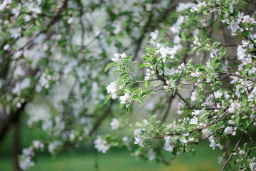 spring green blossom tree