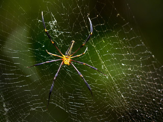 Spider on the Cobweb in green background
