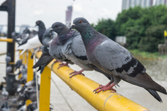 pigeon bird on outdoor background., pigeons at the port.