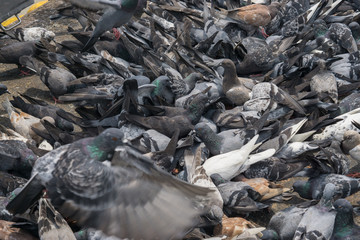 pigeon bird on outdoor background., pigeons at the port.