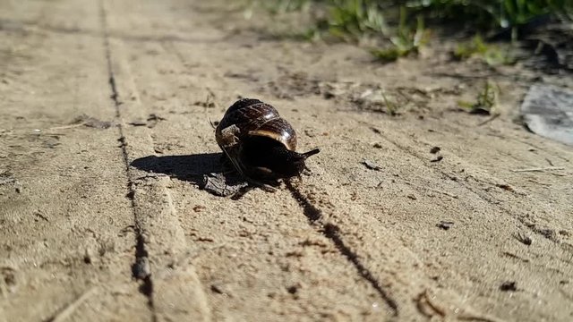 A small brown leisurely garden snail climbs out of his shell. Lies on a sandy country road