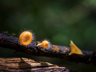 Champagne Mushroom or Pink Burn Cup On The Tree, thailand.