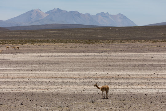 lama Vikunja (Vicugna vicugna)