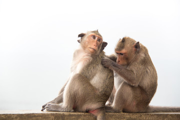 Naklejka premium Monkey couple sitting on the concrete and passionate, feeling in love.