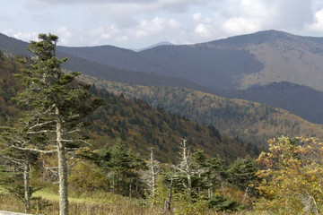 Mountain Beauty, Mount Mitchell State Park in North Carolina