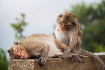 Monkey couple sitting on the concrete and passionate, feeling in love.
