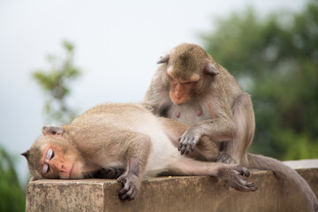 Monkey couple sitting on the concrete and passionate, feeling in love.