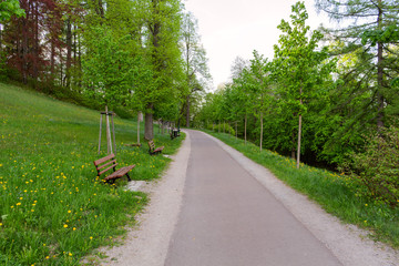 Obraz premium Bright green forest natural walkway in sunny day light. Sunshine forest trees. Sun through vivid green forest.