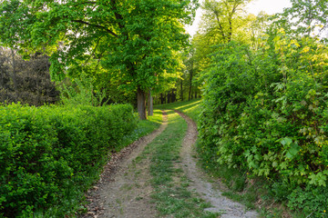 Bright green forest natural walkway in sunny day light. Sunshine forest trees. Sun through vivid green forest.