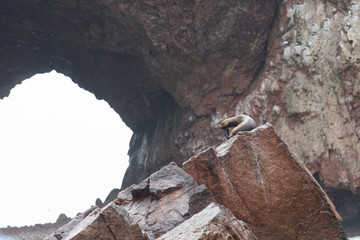 Ballestas Islands, Perù