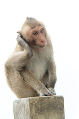 Fototapeta premium Monkey of portrait isolated white background.