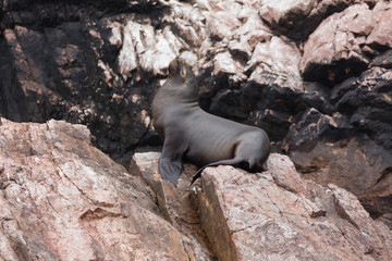Fototapeta premium Ballestas Islands, Perù