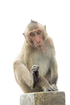 Monkey of portrait isolated white background.