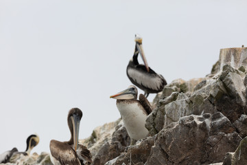 Ballestas Islands, Per&ugrave;