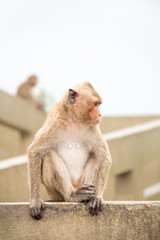 Monkey of portrait isolated white background.