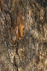Old olive tree bark texture