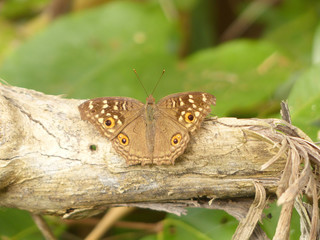 beautiful brown color butterfly on a leaf