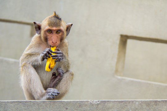 baby monkey sitting and eating banana on the concrete cement.