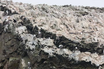 Ballestas Islands, Perù