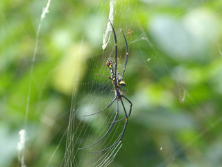 spider on the web and waits for prey