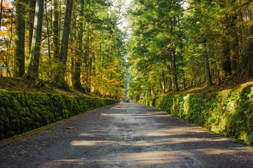 big pine tree and autumn foliage in Nikko Shoyoen garden at nikko in japan