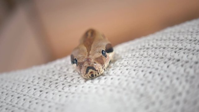 Head of python lying on the bed