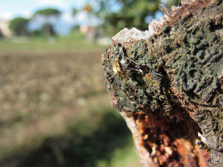 European garden spider (Araneus diadematus) on old pear tree trunk