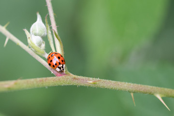 LadyBug