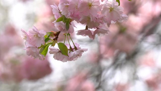 Cherry blossoms close-up of Prunus Serrulata 'Acolade' in spring time