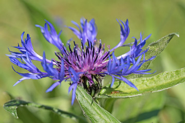 Bergflockenblumen, Flockenblume, Gartenkornblume, Centaurea montana