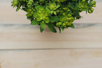 Fresh Green Leaves bouquet Branch Isolated on White Background with Copy space