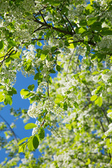 White blooming bird-cherry tree in a springtime on a sunny day.