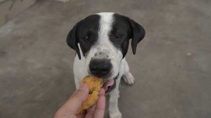 Hand Feeding Dog,Hungry dog eating,Funny animal head close up.