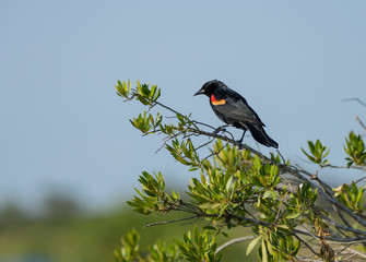 red winged black bird has spotted something