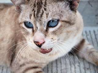 brown cat threateningly opened mouth